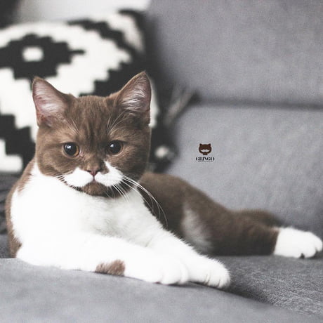 Meet Gringo, The Cat Who Has A Perfect White Mustache And ...