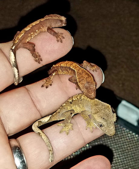 Baby Crested Geckos 9gag