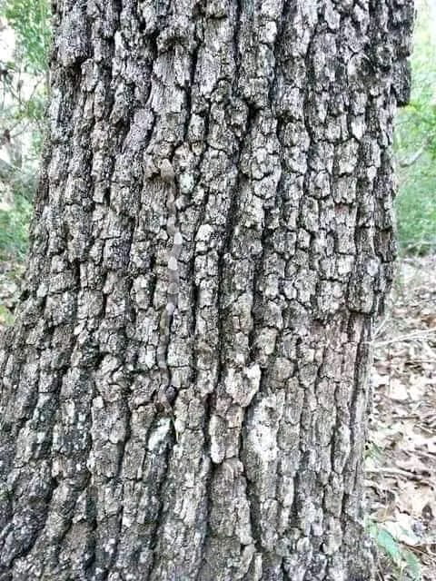 This is a tree in Australia, so.... Can you see it?