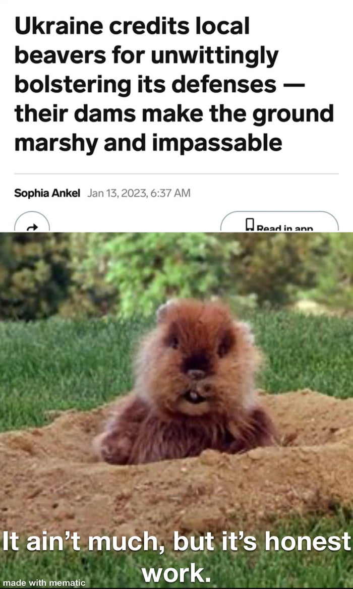 Nice beaver