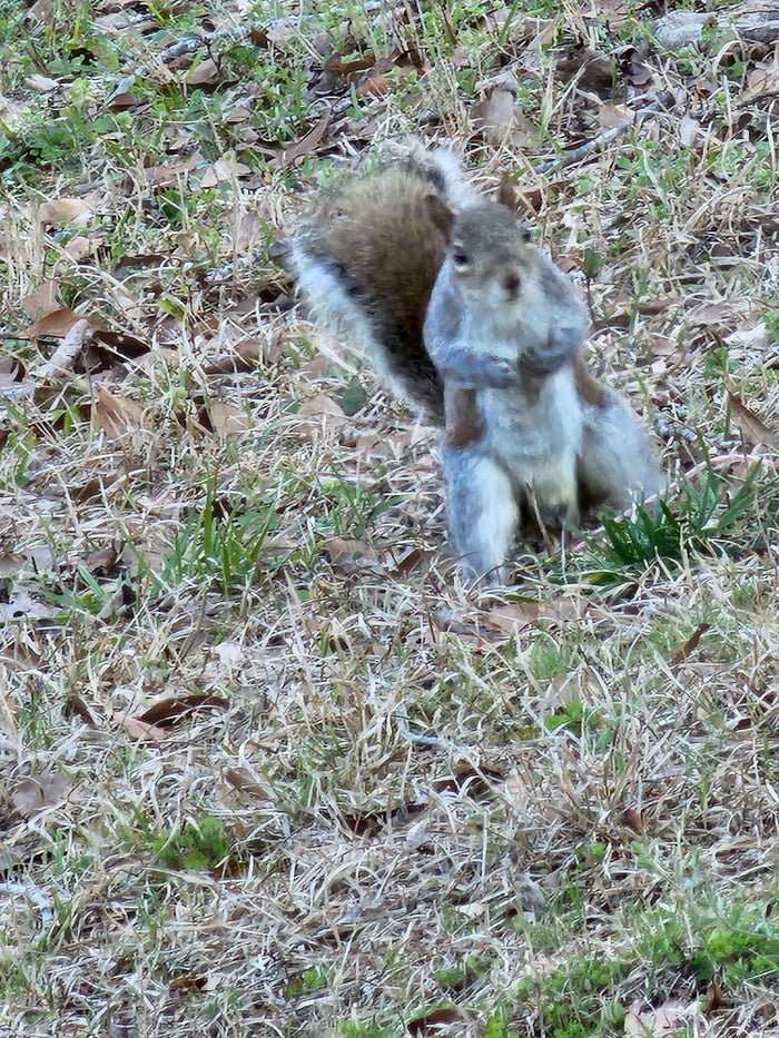 Buff squirrel, eater of protein-rich nuts - 9GAG