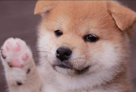 Found A Picture Of A Cute Shiba Inu Puppy 9gag