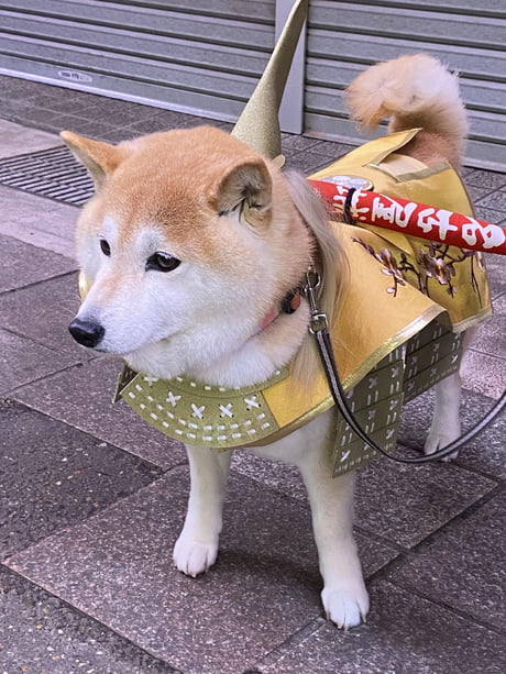 Samurai Doge Protecting The Streets Of Tokyo 9gag