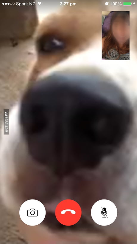 Facetime With My Dog 9gag