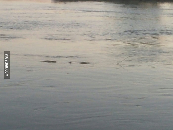 I found the loch Ness monster in a river in the netherlands!