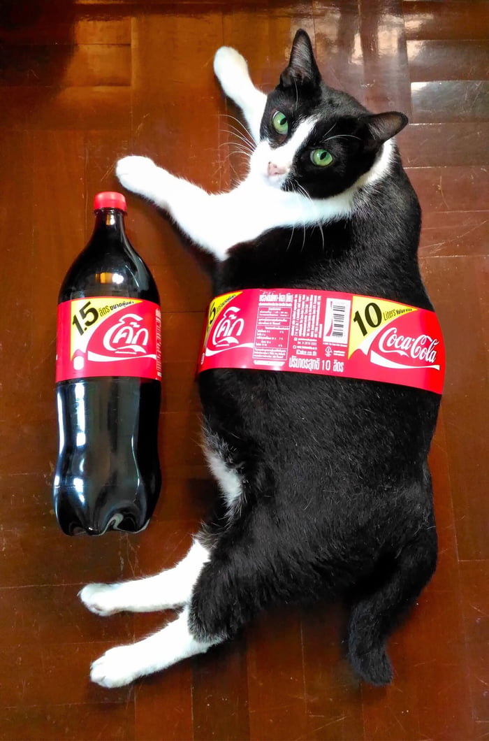 When your cat is bigger than 1.5L coke 9GAG