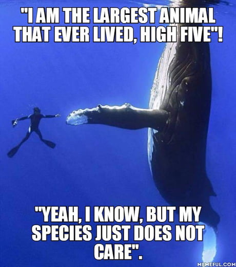 Let us just appreciate that we live in a time - where the biggest animal  EVER on our planet, is available to enjoy. - 9GAG
