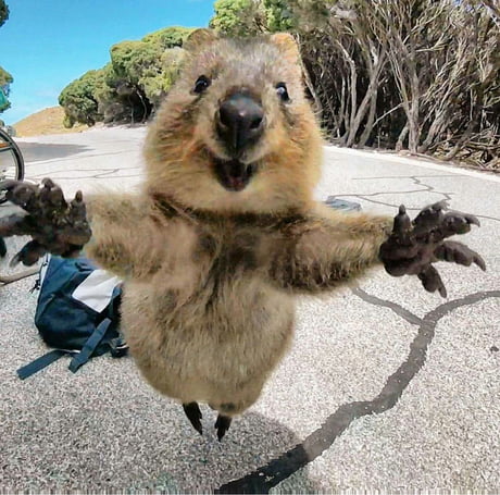 Introducing the quokka, the world\'s cutest animal. - 9GAG
