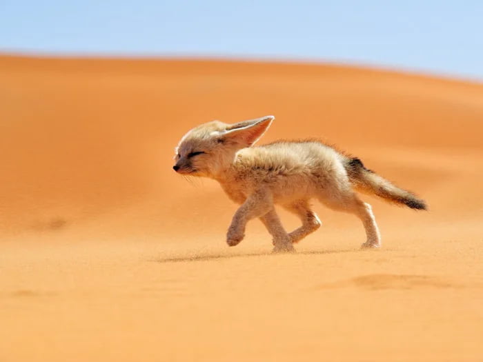 A fennec fox just for you ) 9GAG