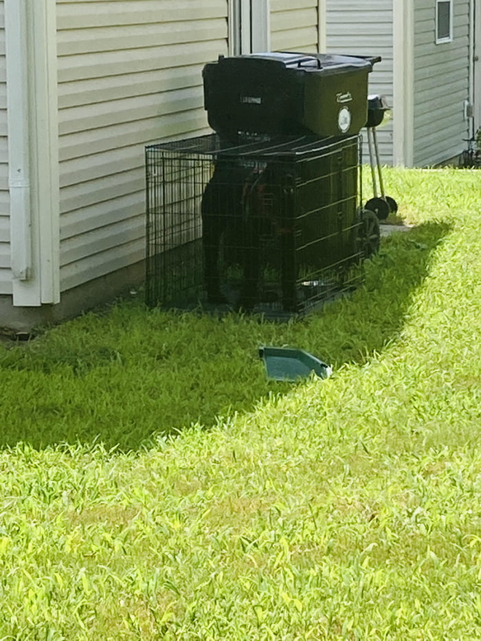 Neighbor leaving there large dog in a small kennel all day in 100 F
