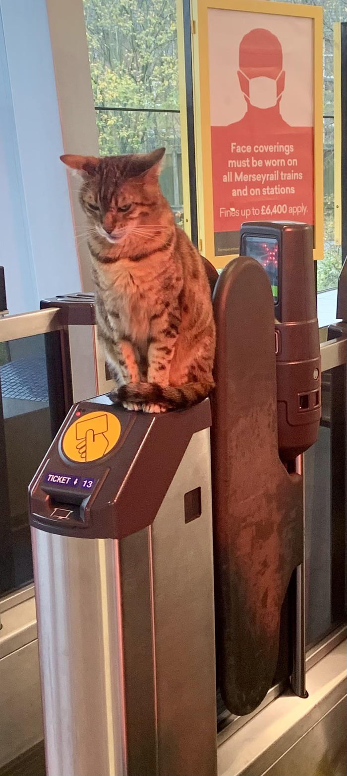 CAT Scanner 9GAG cat-scanner-9gag