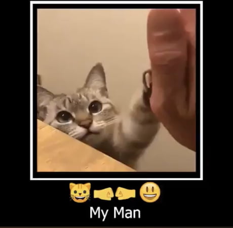 high five cat meme