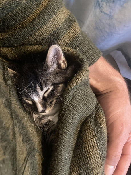 kitty burrito