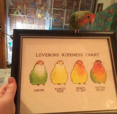 Mango Ripeness Chart
