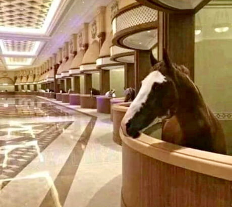 Horses in the UAE have better life than you