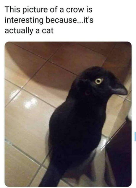 Illusion 100