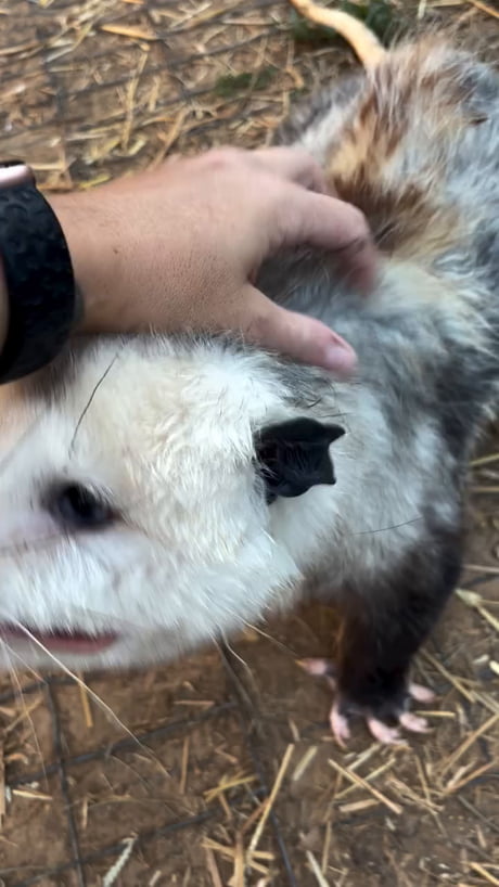 I'd spend a wish on giving these guys at least 40 year average lifespan. Rarely get rabies, they eat a zillion ticks, aren't pests and make great pets.