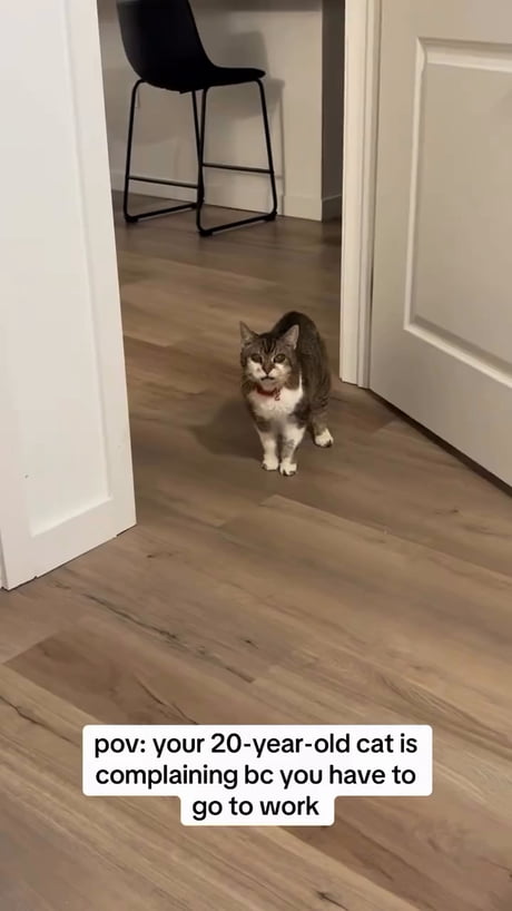 My 20-year-old cat is complaining bc I have to go to work
