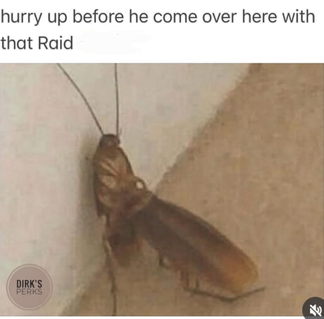 Memes Cockroach Cockroach Meme Chameleon Memes