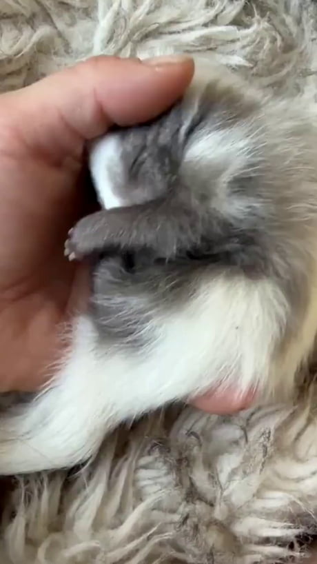 The second this little skunks owner puts him down, he wakes up and throws the most dramatic little tantrum until he gets picked up again.