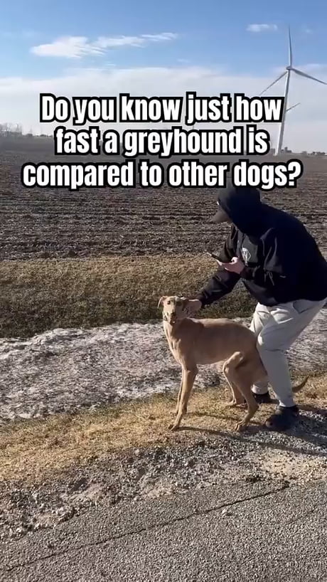 Greyhounds easily outrun the other dogs.