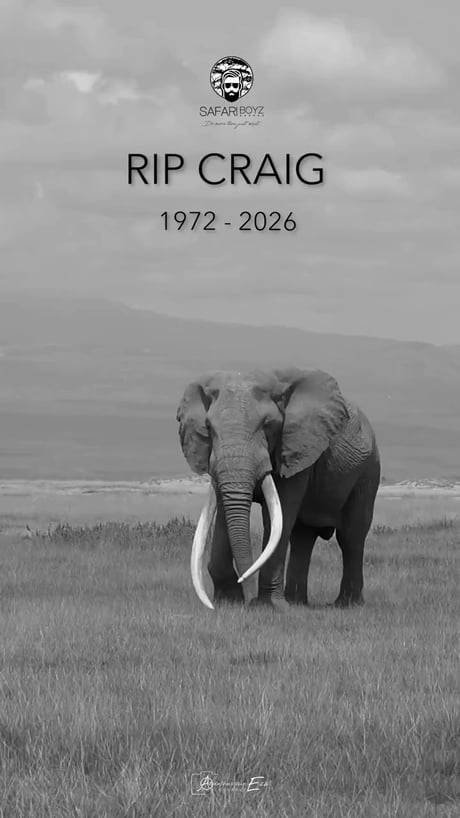 Amboseli’s gentle giant Craig was one of the most photographed elephants in the world and among Africa’s last remaining ‘super tuskers.’ He passed away on January 3rd, 2026