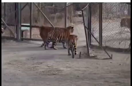Siberian Tiger making its presence known to a group of Bengal Tigers