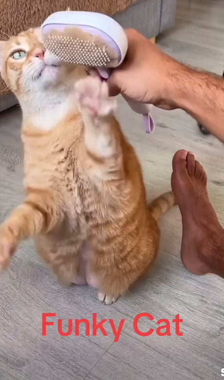 Sustainable cat fashion