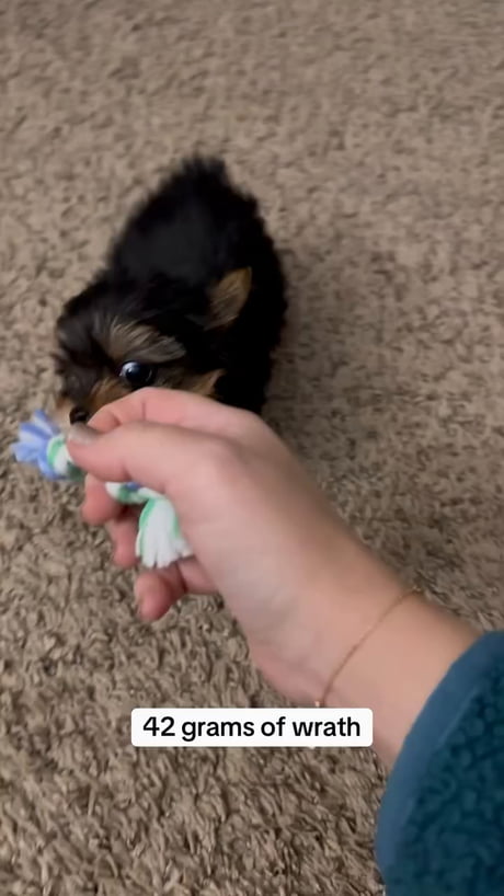 Be careful he doesn't rip your arm off