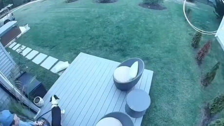 Dog: I need to drag this woman into a man's life before she ruins mine with cats