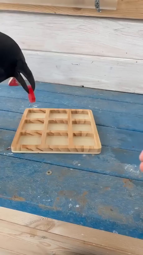 The bird even realized he had won