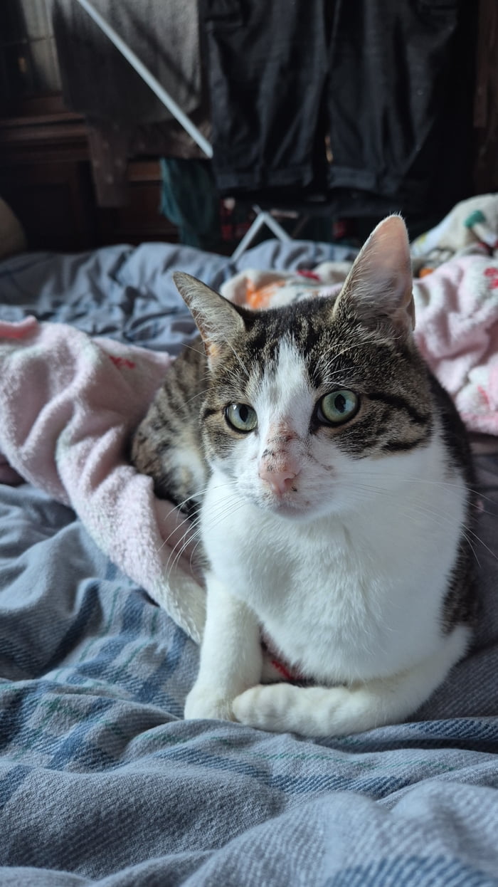 This is Bella. Just walked into our house and made herself a pet.