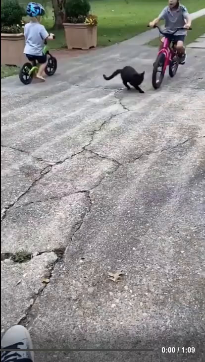 Cats allow us to exist in their world..