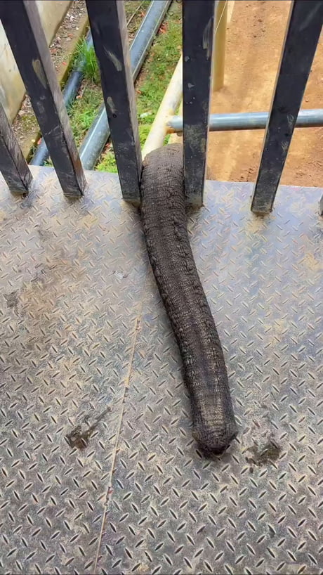 Weird snake