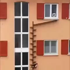 Owner builds a staircase for his cat to climb the building