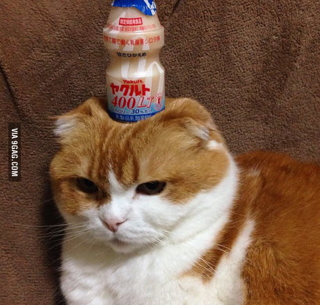 Yakult for hot sale cats