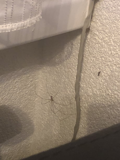 I Want To Kill The Mosquito But That Big Ass Spider Is Blocking It What Should I Do 9gag