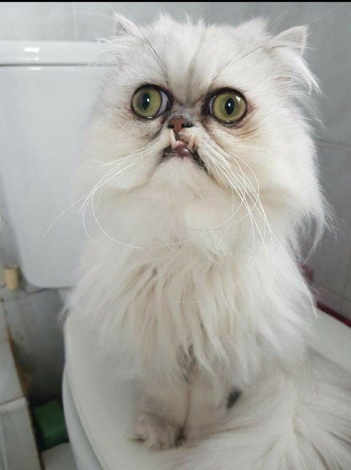 Weird Looking Cat 9GAG