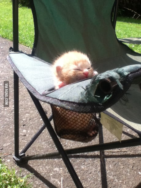 Kitten in a cup holder - 9GAG