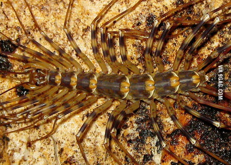 Malaysian Giant Centipede Creepier Than Spiders 9gag