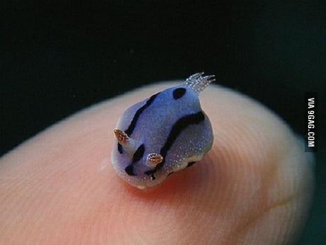 sea bunny stuffed animal