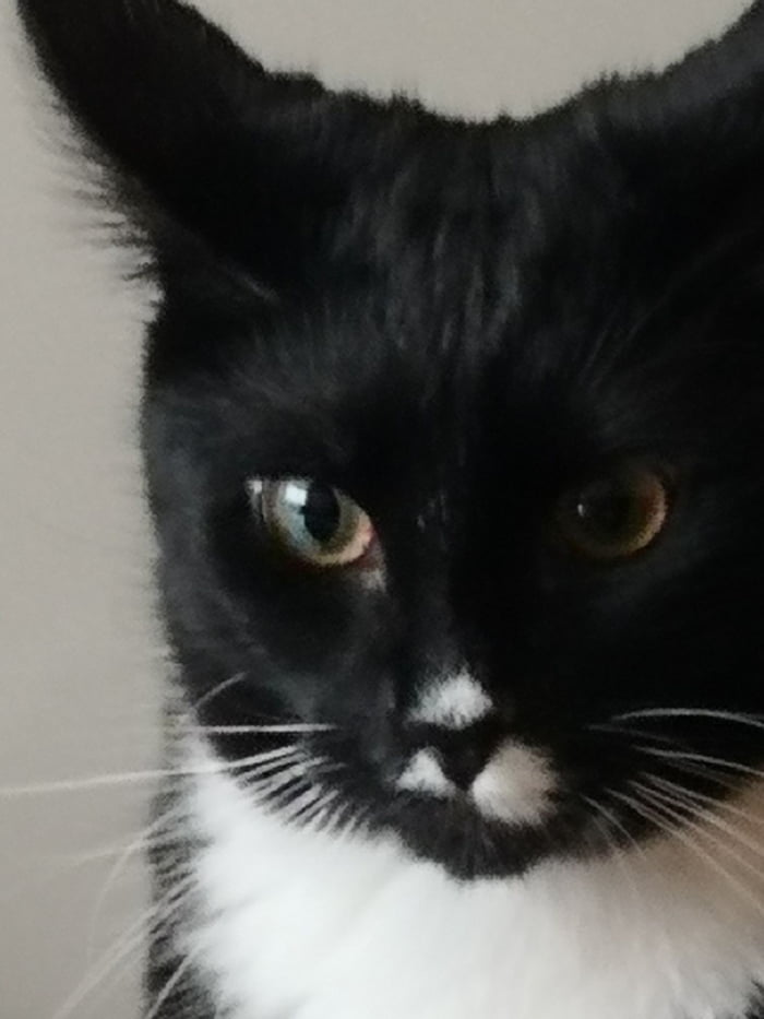 Triforce nose. Her name is Link