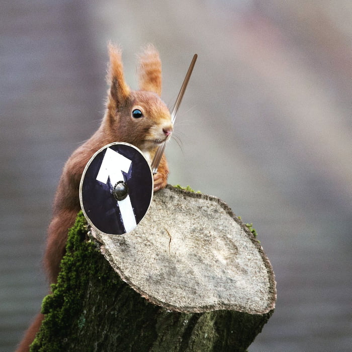 In cashew were wondering, Viking Squirrel is a thing.