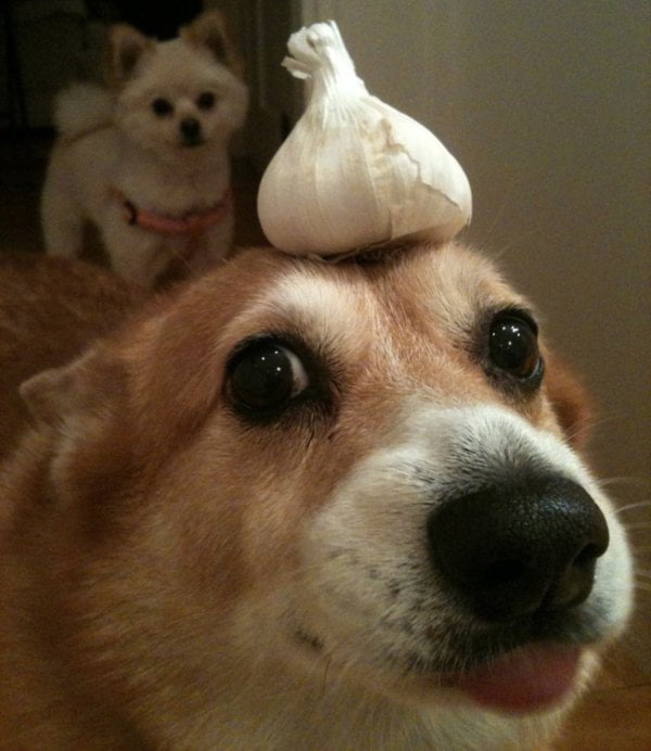 Ｇａｒｌｉｃ ｂｏｙｅ