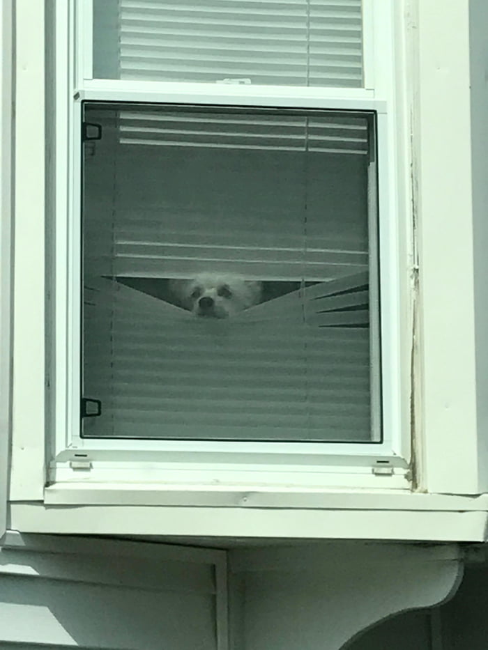 My boy Gus peeps out the window when I leave
