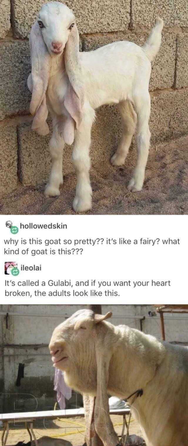 I wish I could be a pretty goat.
