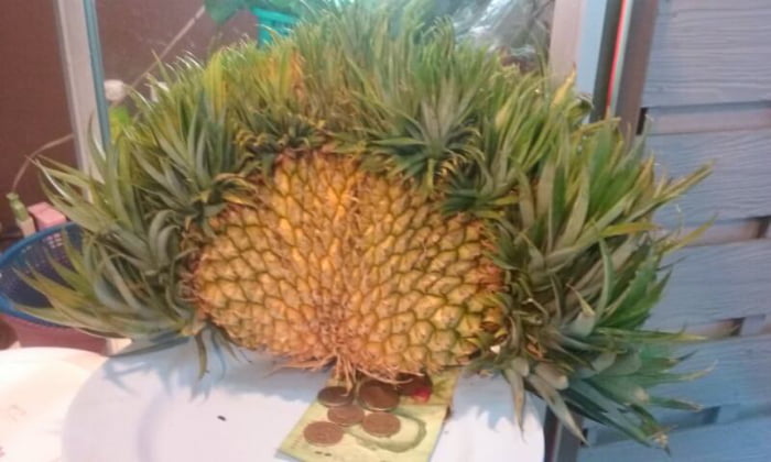 A mutant pineapple