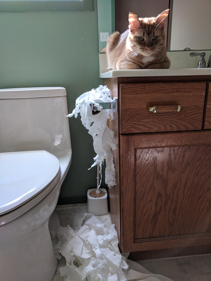 LiL meOw tReAcheRouSly DesTroYs tOiLeT PapEr aFteR puNiShmEnT wEnT wAy tOo fAr