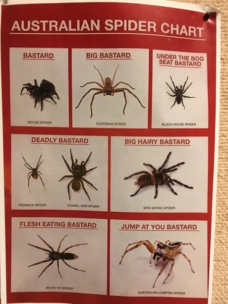 Spider season in Australia - 9GAG