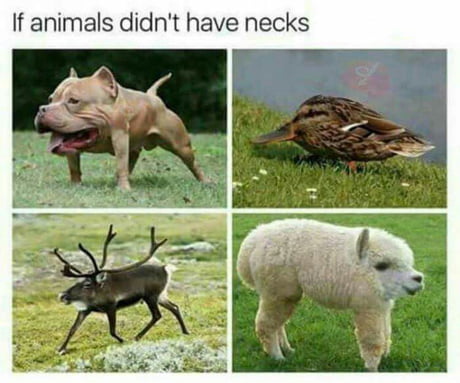 If animals had no neck - 9GAG